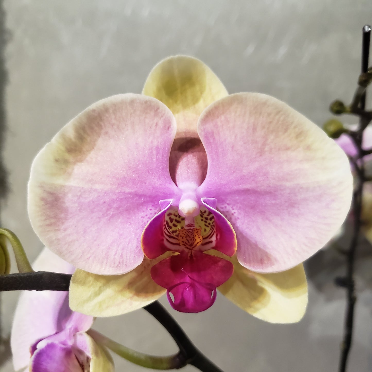 CNY012 - 12-stem Orchid Arrangement