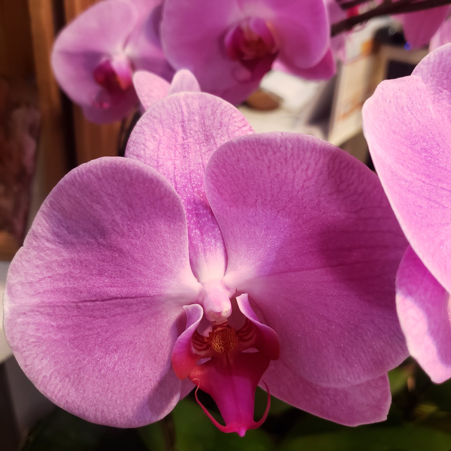 CNY012 - 12-stem Orchid Arrangement