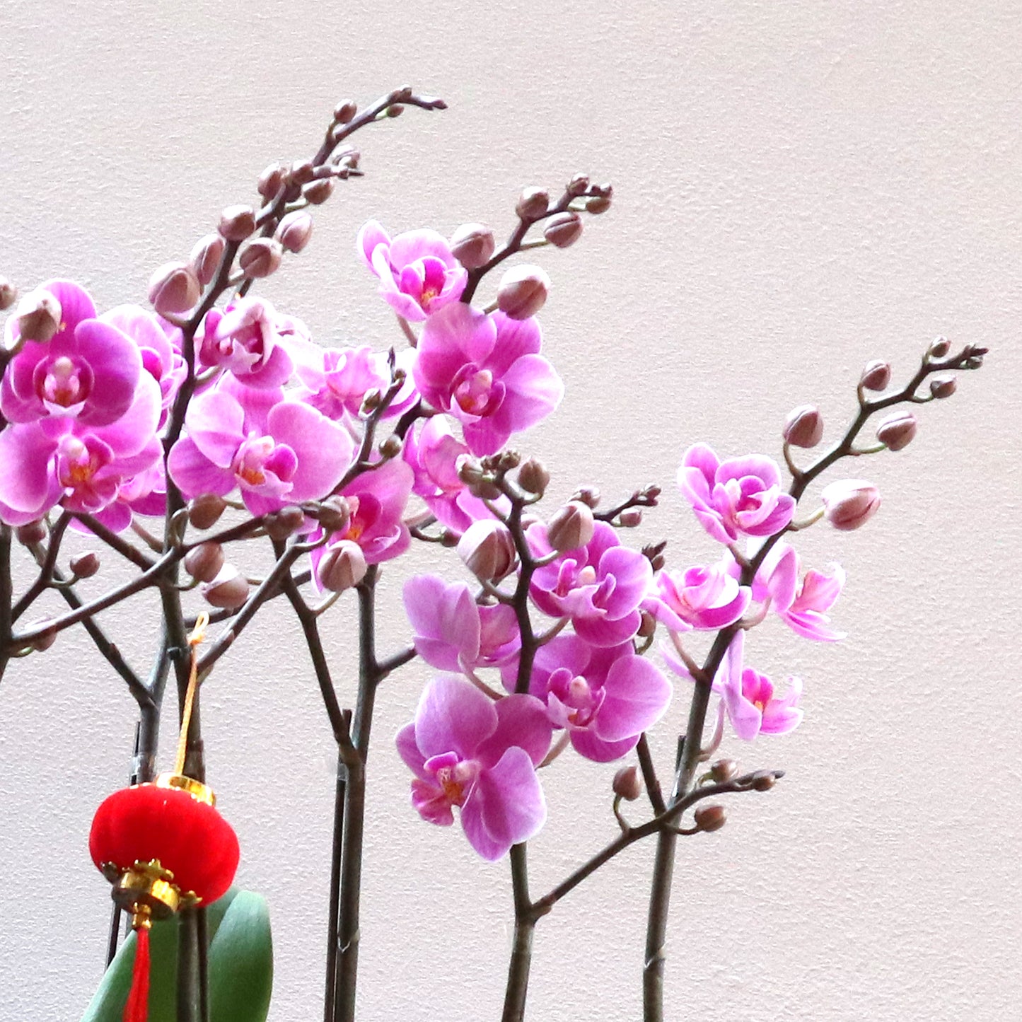 CNY 12-stem mini orchid arrangement