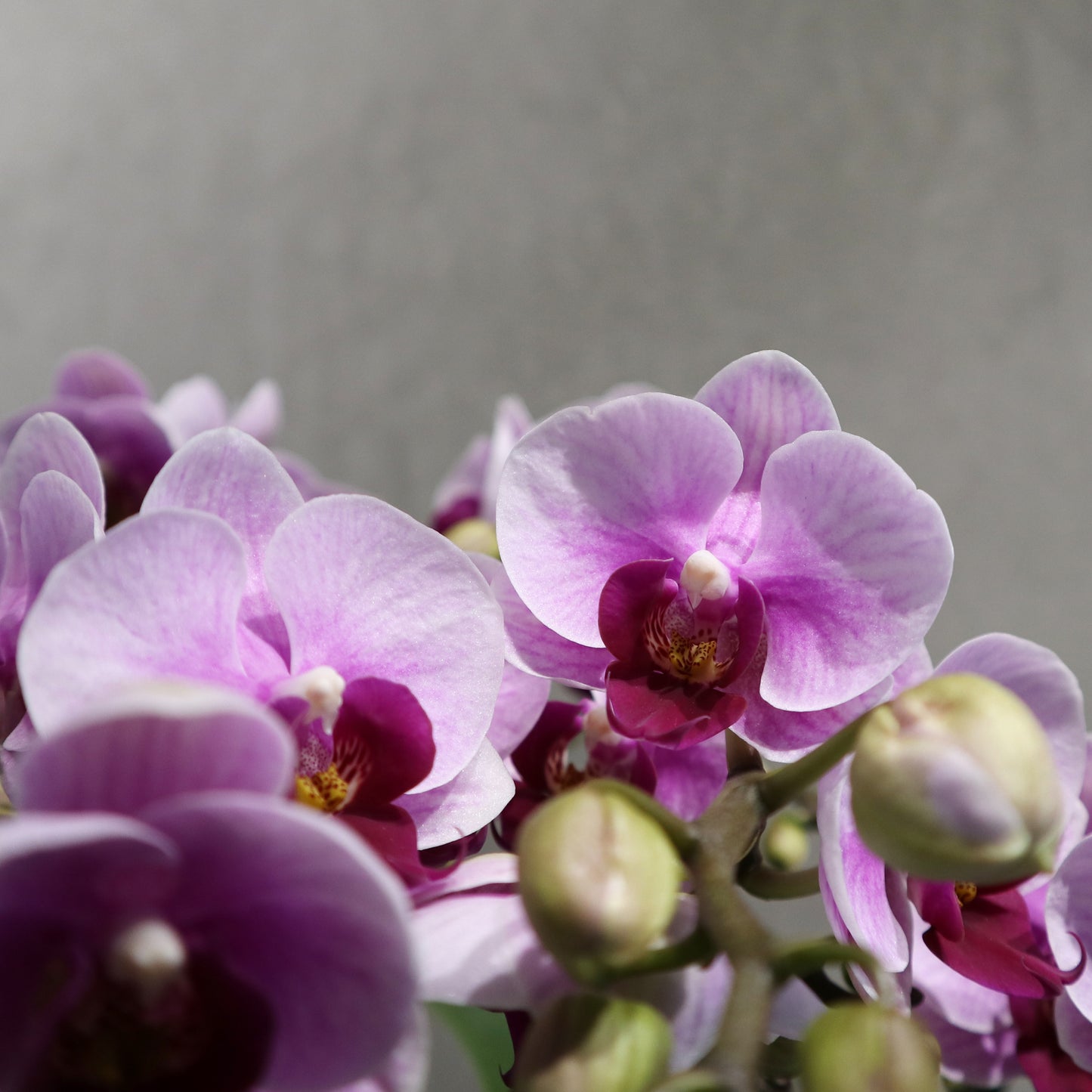 CNY mini - 8-stem mini Orchids arrangement