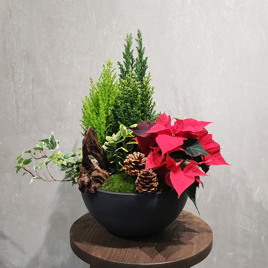 'Noel' - Christmas Plant Arrangement