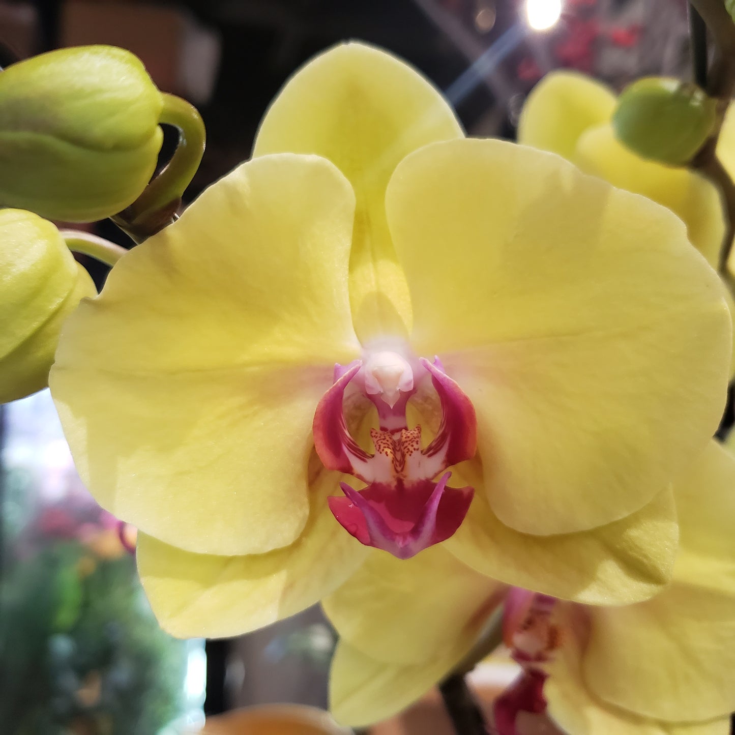 CNY012 - 12-stem Orchid Arrangement