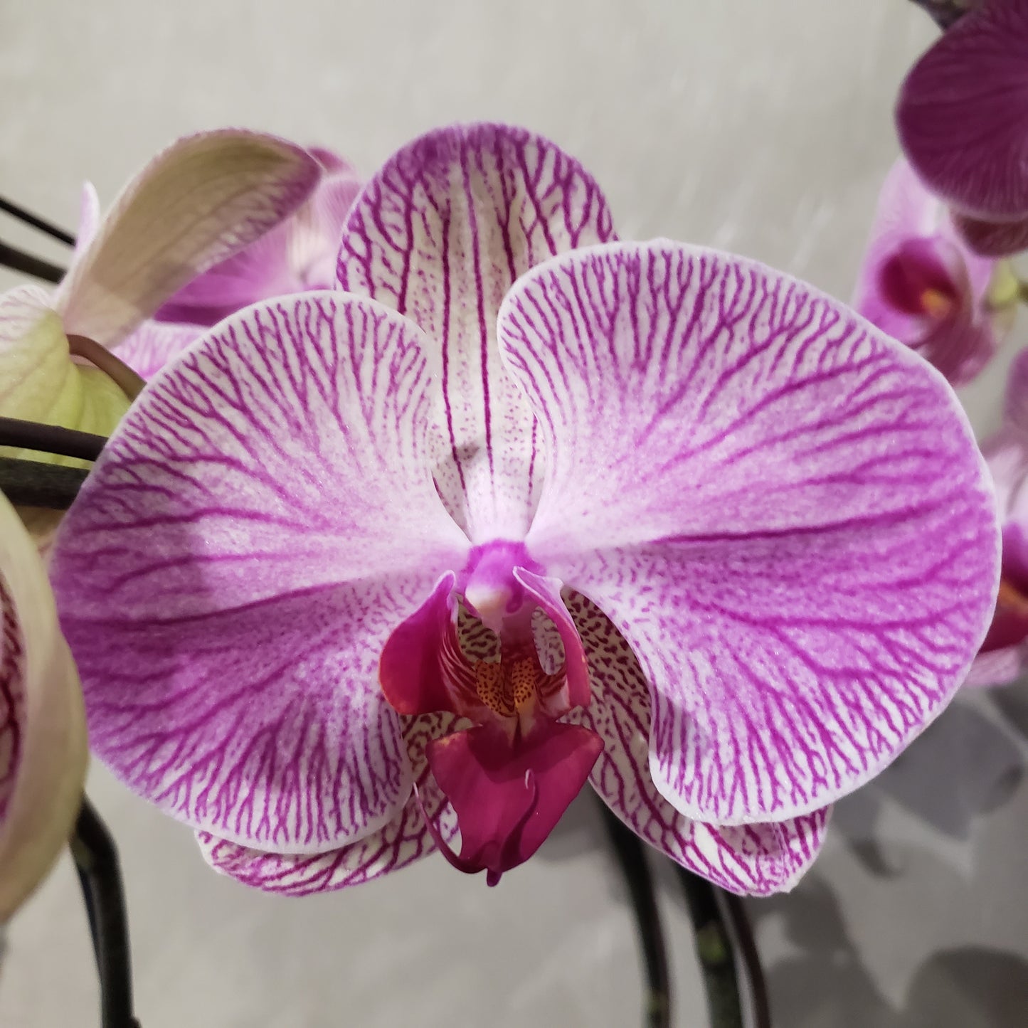 CNY012 - 12-stem Orchid Arrangement
