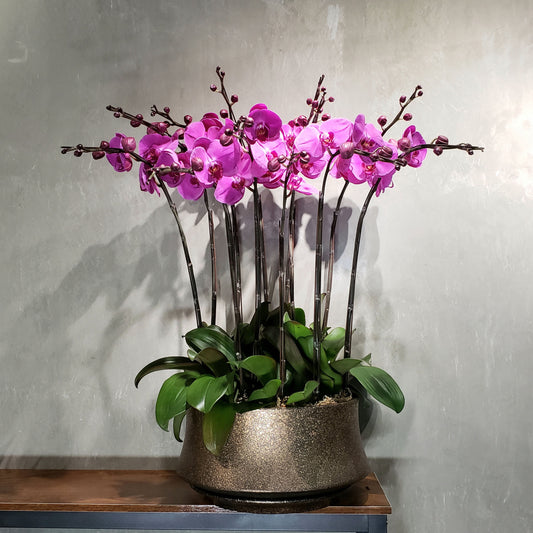 CNY012 - 12-stem Orchid Arrangement