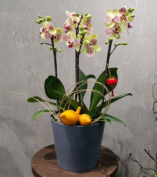 CNY Yellow Orchid Arrangement