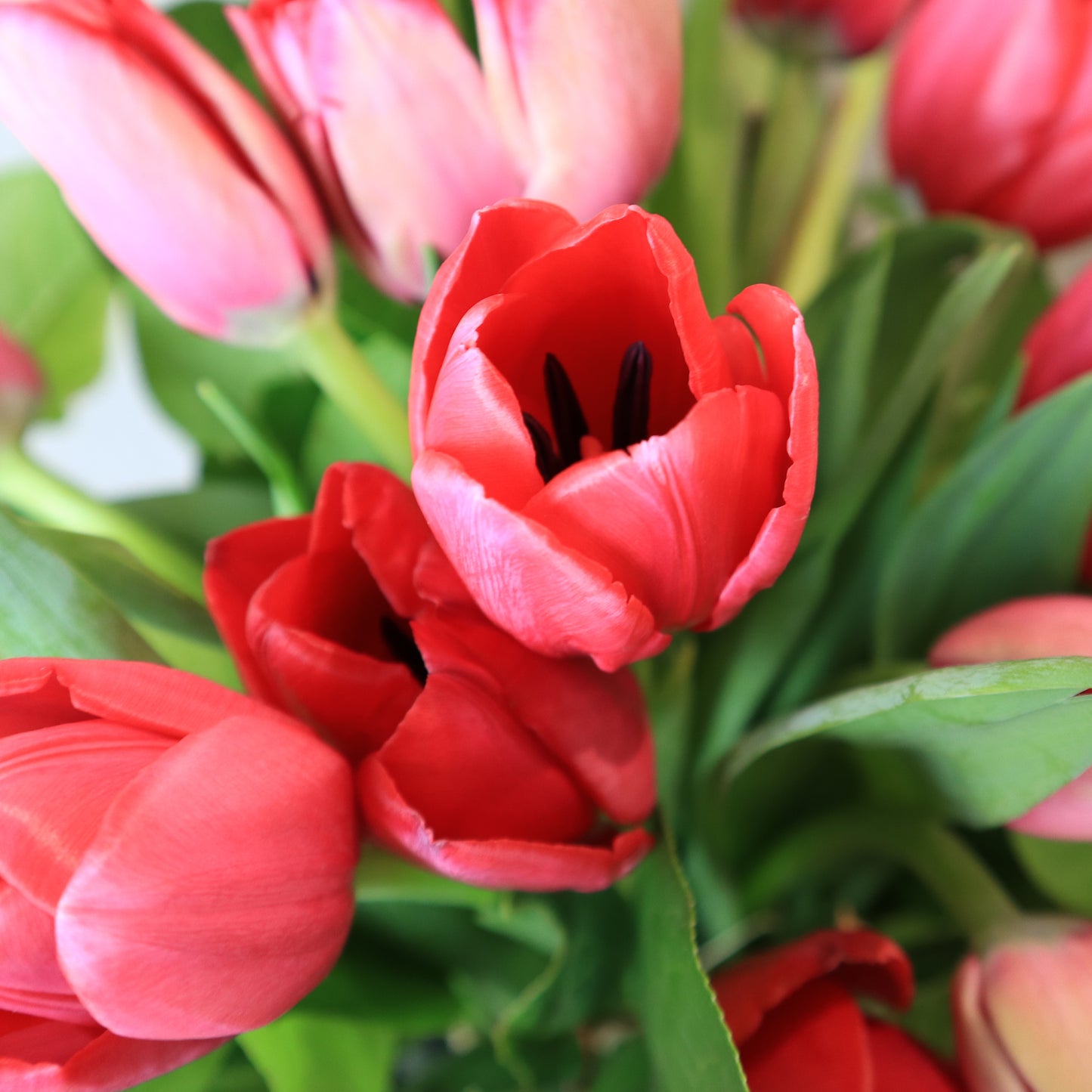 Tulip Lover