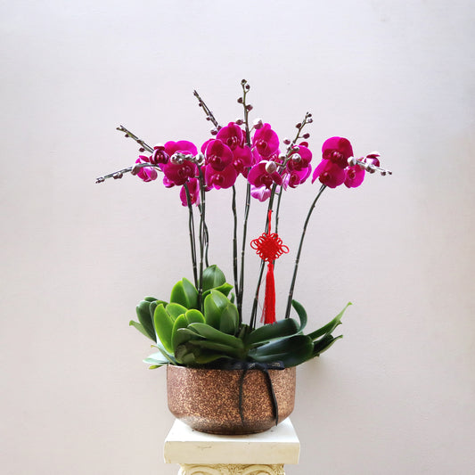CNY 008 -  8-Stem Orchid Arrangement