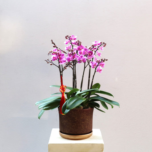 CNY mini  - 8-stem mini Orchids arrangement