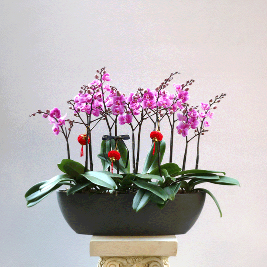 CNY 12-stem mini orchid arrangement