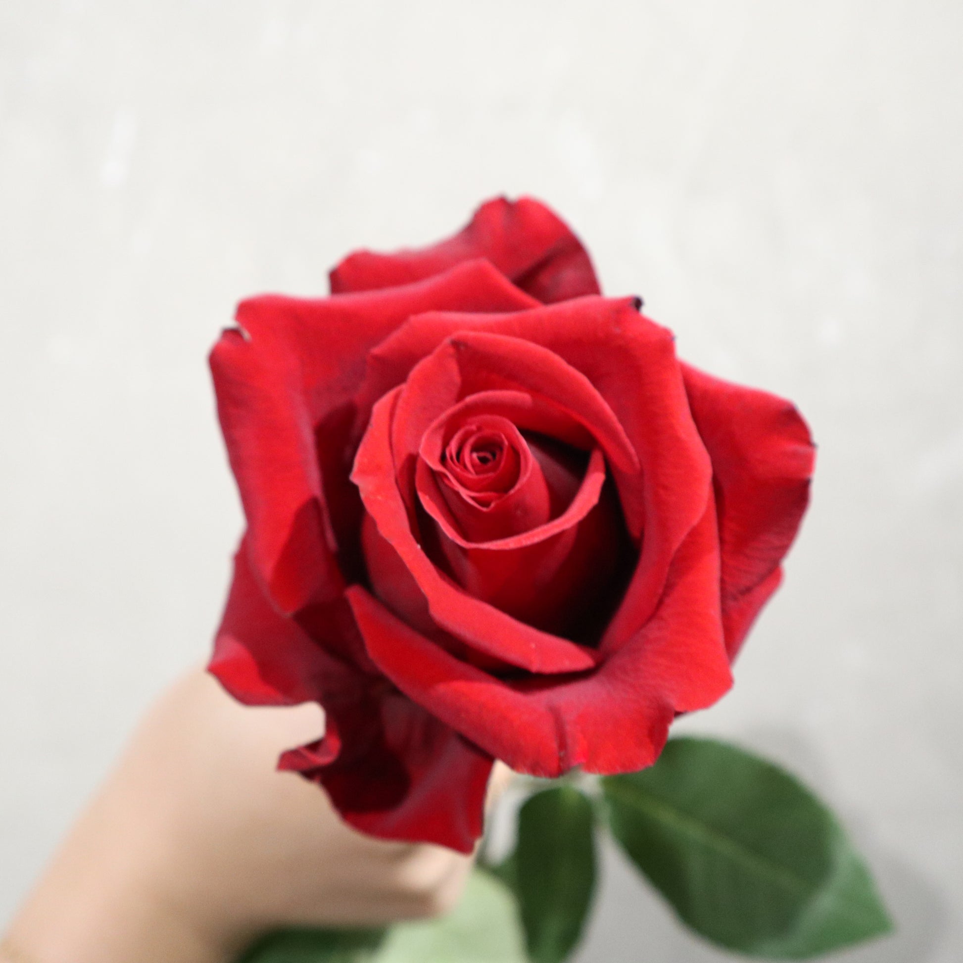 9999red Roses 99 Red Roses – Maj Hong Kong