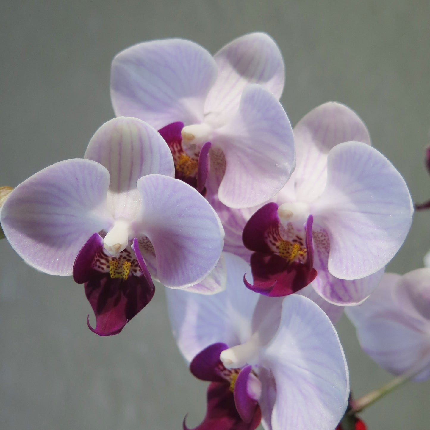 CNY 002 - 2-stem Orchid Arrangement